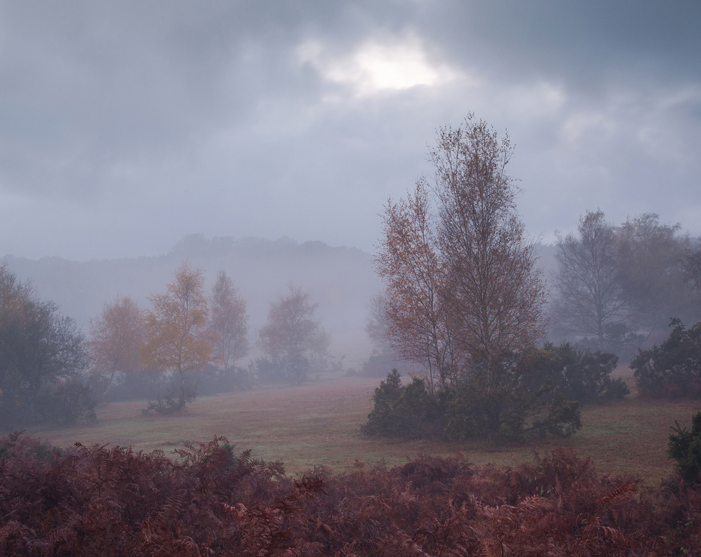 Autumn Furzley Common Mist 3